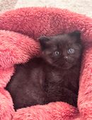 Maine Coon Kitten zu neuen Futterkreis in 25489