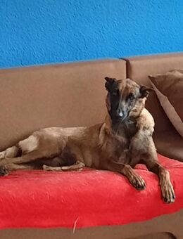 Sehr liebe Malinois Hündin sucht eine Familie - Horhausen (Westerwald)