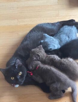 BKH Kitten brown chocolate - Bannewitz