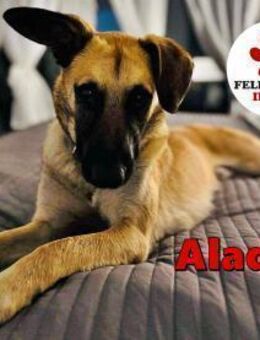 liebevoller Jungrüde Aladin sucht..... - Margetshöchheim