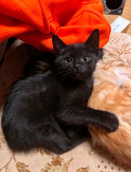 BARNY - Kater, Kitten abzugeben - Höchst (Odenwald)