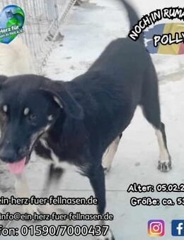 POLLY - .....und wann kommst Du? - Waakirchen