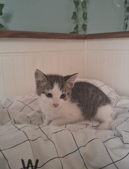 Mix Kitten - Hamm
