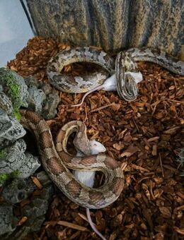 Kornnattern mit Terrarium - Maselheim