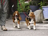 Kleine zauberhafte reinrassige Basset Artesien Normand Welpen suchen ein neues Zuhause. Eine seltene Rasse. - Bienenbüttel