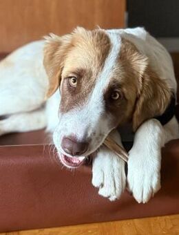 Welpe Liva -ein liebevoller Sonnenschein - Krefeld