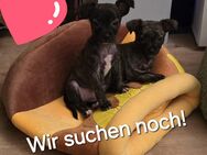 Kleinbleidende Brindle Chihuahua-Mischlingswelpen - Bautzen