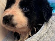 Miniature Australian Shepherd Mini Aussie Welpen - Schönefeld