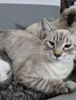 Katerchen Murphy sucht sein Körbchen - Köln