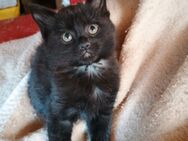 Drollige BKH-Hauskatzen- Mix Babys suchen einen Kuschelplatz auf eurem Sofa ! - Werdau