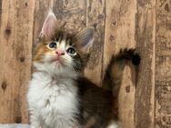 Maine Coon Kitten mit Stammbaum - Simonswald