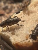 Futtergrillen aus privater Zucht – verschiedene Größen (Klein, Mittel, Adult) – gesunde Tiere! in 09113