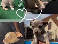 Chihuahua Welpe zu verkaufen - Berlin