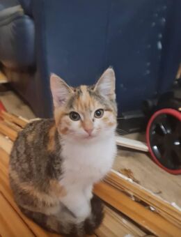 Liebevolle Katze weiblich - Neuss