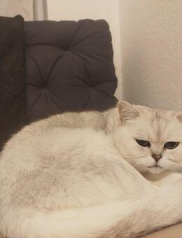 BKH KATZE - Frankenthal (Pfalz)