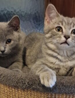 KITTEN 12 Wochen alt BKH - Dortmund Brücherhof