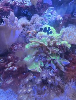 Verkaufe kompletten Besatz meines Meerwasseraquariums – kein Einzelverkauf! - Oyten