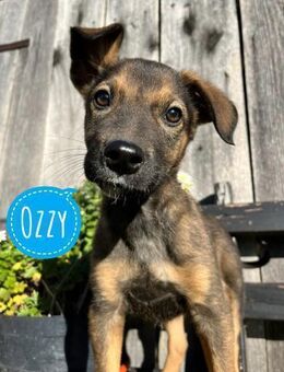 Ozzy möchte eine Familie für immer - Flörsheim-Dalsheim