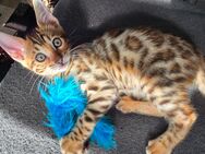 Bengalkitten/ Bengal Kitten - Duisburg