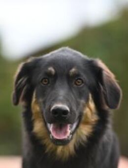 Patrick - eine Schönheit - Grainau