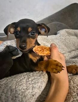 Zwergpinscher Welpen - Frankfurt (Main) Oberrad
