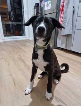 Kleiner Toby sucht ein zu Hause - Fließem