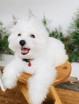 Bichon Frisé Hündin - Mansfeld Friesdorf