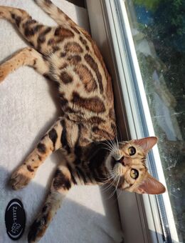 Zauberhafte Bengalkitten mit Stammbaum Brown Rosetted - abzugeben - Mosbach