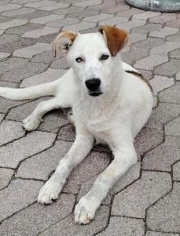 Bella - Schönheit sucht Zuhause Welpe - Hausen (Würzburg)