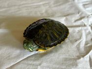 Wasserschildkröte - Größe 5 cm - sehr süß - Asbach-Bäumenheim