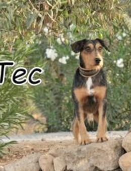 Die kleine Seele Tec sucht dich❤️ - Essingen (Rheinland-Pfalz)