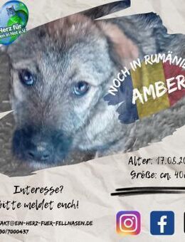 AMBER - hat Lust auf's Leben - Waakirchen