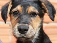 Süßes Hundebaby Esme! - Althütte