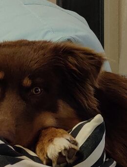 Australian Shepherd Red-Tri Deckrüde - Donauwörth