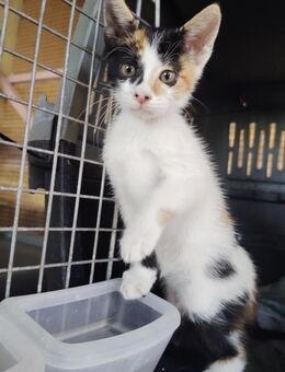 Frederike aus dem Tierschutz - Grevenbroich