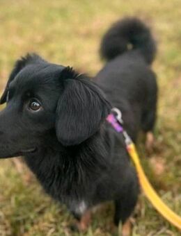 Dzako ein kleiner Sonnenschein auf 4 Pfoten - Nettetal
