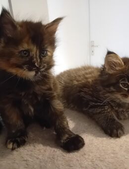 Xxl Maine Coon Mädchen und jungs - Bechhofen (Bayern)