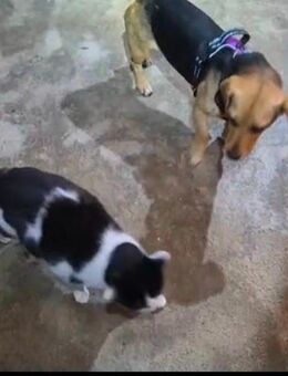 Sehr verschmuste Mischlingshündin Jacky ca 2 j - Hohe Börde