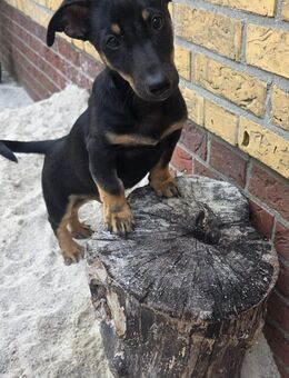 2 Jack Russel Mix Rüden - Saterland