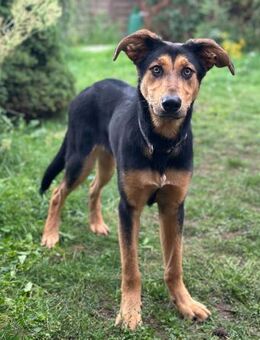 Ruffy: Junges Goldstück sucht 🏡 🤎 - Berlin
