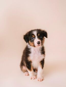 Australian Shepherd Welpen - Hemhofen