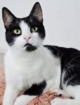 Papillon sucht ein Zuhause - München