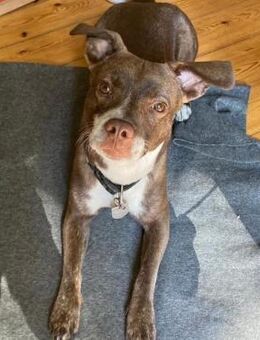 Notfellchen Taavi sucht Zuhause - Neuhausen (Fildern)