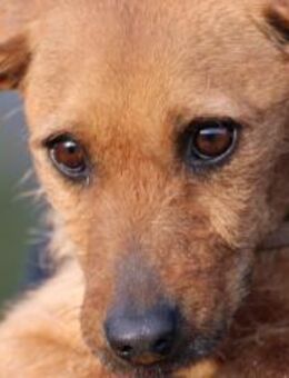 Turia - aufgeweckt u. unkompliziert - Lohra