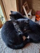 BKH-Mix-Kitten in 25474