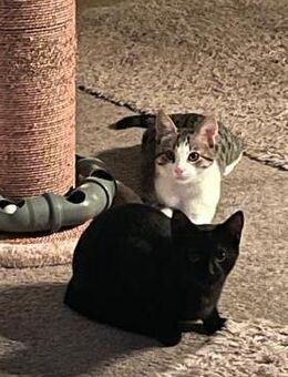 Ungleiches Pärchen Anna & Sepp - Bad Camberg