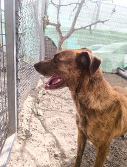 Viva - Lorsch (Karolingerstadt)