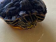Wasserschildkröte - Größe 5 cm - sehr süß - Asbach-Bäumenheim