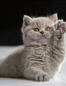 Britischkurzhaar in 99734