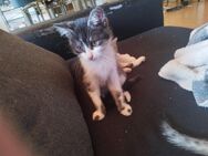 2 Kitten zur Abgabe - Tholey